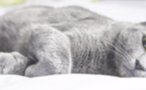 實(shí)用的寫(xiě)小貓的優(yōu)秀作文錦集9篇