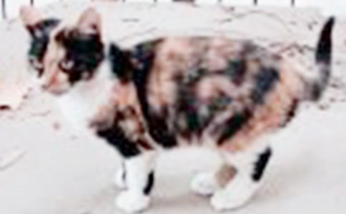 ���]���ɐ۵�С؈����