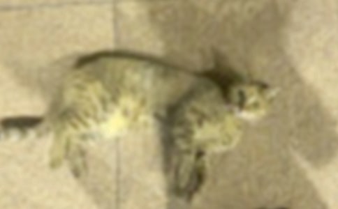 淘氣的小貓作文15篇(優(yōu)秀)