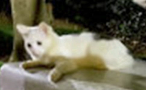 可愛(ài)的小貓優(yōu)秀作文【薦】