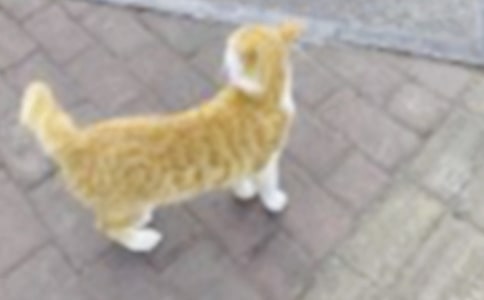 【精華】寫小貓優(yōu)秀作文10篇