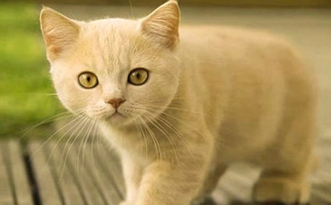 [��(y��u)��]�ɐ۵�С؈������15ƪ