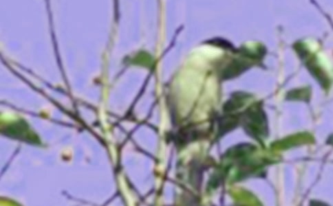 ��С�B���D��Ԓ