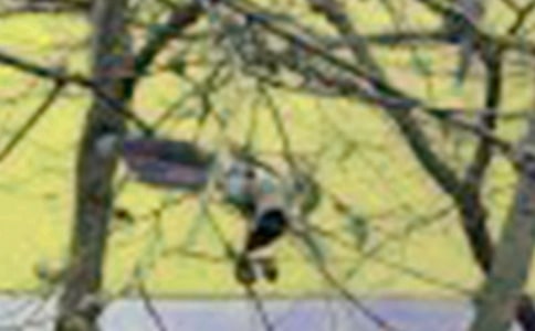 С�B���D��Ԓ(�ϼ�15ƪ)