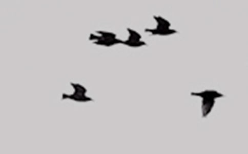 С�B(ni��o)�ؼҿ��D��(xi��)Ԓ