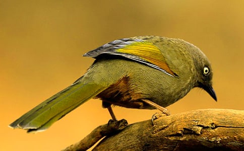 ���wС�B(ni��o)����