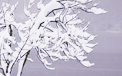 ����Сѩ��(ji��)���Ԋ��