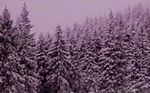 Сѩ��(w��n)���Z(y��)25�l