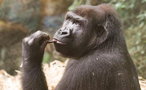 大猩猩的照相館的故事