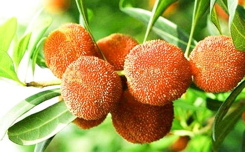 (優(yōu))摘楊梅作文