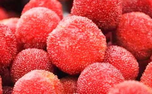 (��)ժ��÷����15ƪ