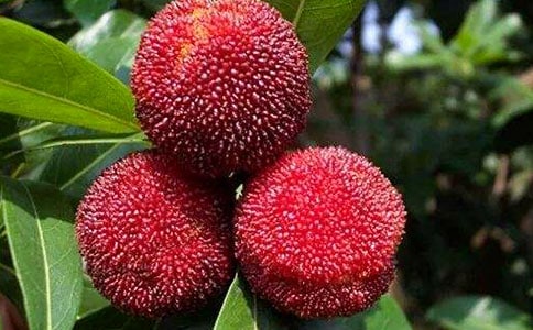 《我愛故鄉(xiāng)的楊梅》教學(xué)實錄