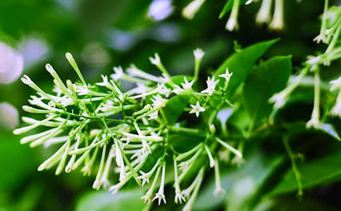 ҹ��������