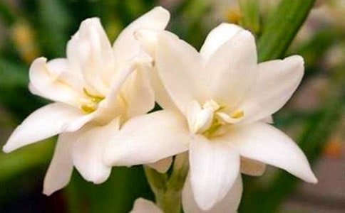 ��ҹ���������