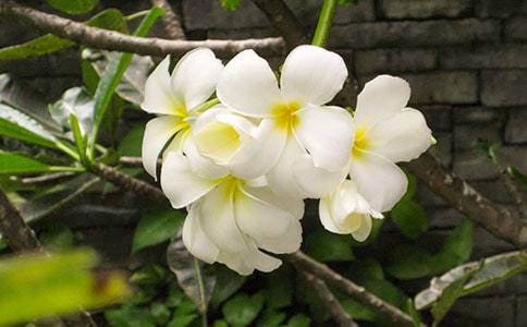 ҹ��(l��i)������