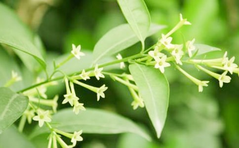 ССҹ��������