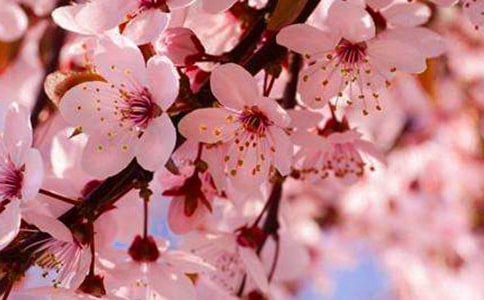 �ѻ��ļ޽ӷNֲ���g(sh��)