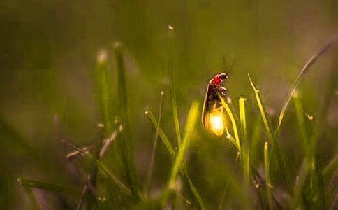 螢火蟲之墓觀后感