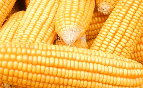 ���������ģ���15ƪ��