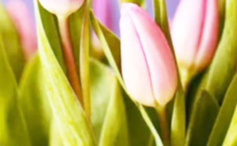 ���������ĺϼ�(15ƪ)