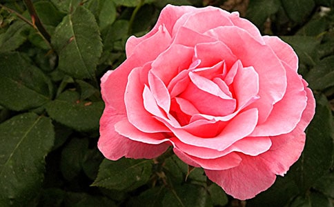 形容月季的詩(shī)句