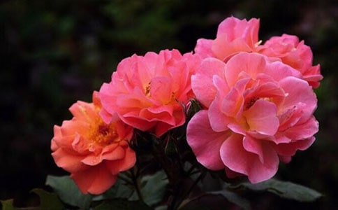 �¼�������(�؂�)