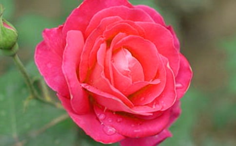 關(guān)于月季花的作文