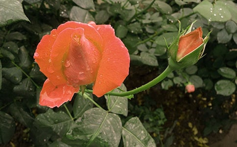 描寫(xiě)月季花的詩(shī)句4篇