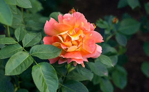 �¼���ʲô����(ji��)�x��Nֲ���