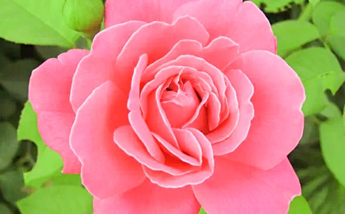 描寫月季花的句子