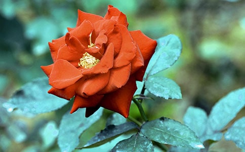 �¼�����ô��B(y��ng)_�¼������B(y��ng)ֳ����