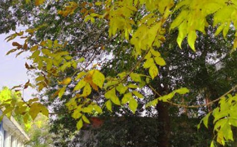 �P(gu��n)���簲��־����