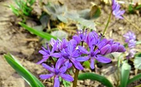 唯美的早安心語短信