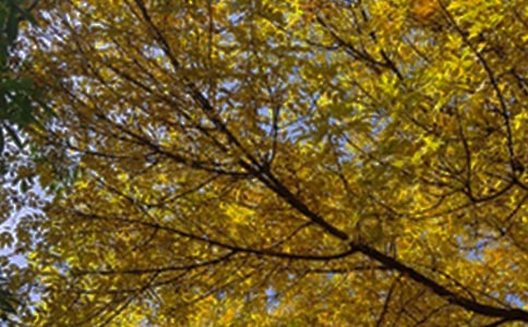 �����A��2020���ܰ���簲�����Z���Ŵ�R��62�l