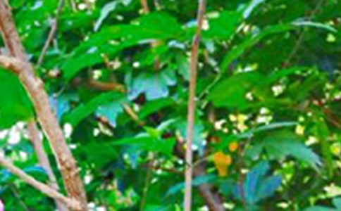 簡潔的美好的早安祝福語短信匯編49句