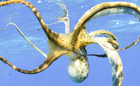 �P(gu��n)�����~������