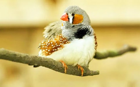 �������B���Z�Ľ̌W(xu��)��(sh��)�