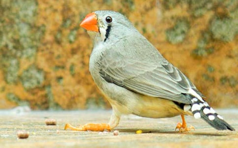 �K�̰����ϡ������B�������̌W(xu��)��(sh��)�