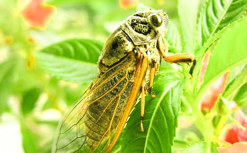 【優(yōu)選】捉知了作文15篇