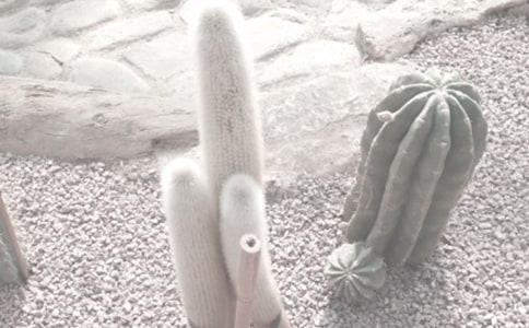 植物園手抄報(bào)