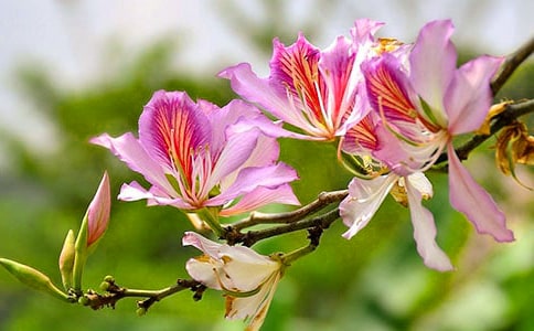 �茑(xi��)���G���ĺ��~�þ�öη���