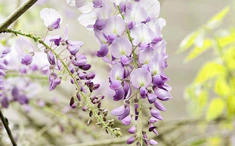 ���ٻ�������450��