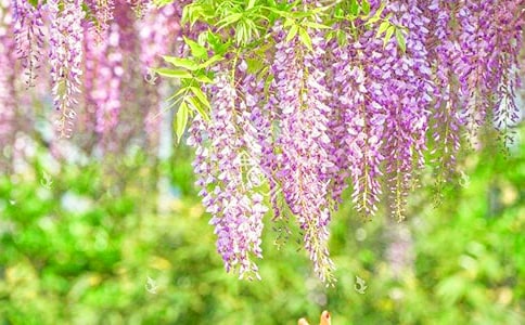 徐蔚南《快閣的紫藤花》全文