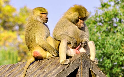 �����ĺ�����ʲô����