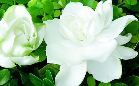 �d�ӻ��_���Č��á�15ƪ��