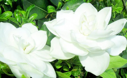 梔子花開作文【優(yōu)選15篇】