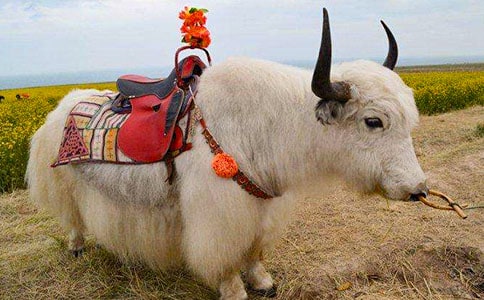 ��ţ��(y��u)��ɢ��