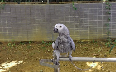 �ɐ۵Ļ�Ƥ�W�^����