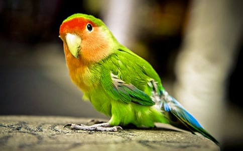 �ҵĻ�Ƥ�W�^����