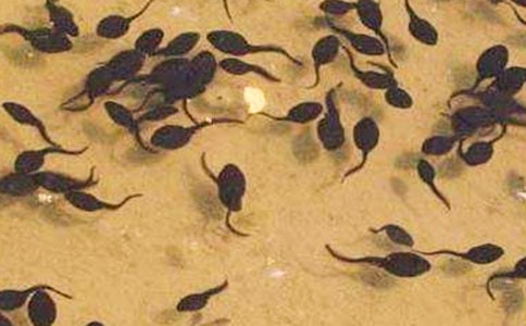 ��С�������